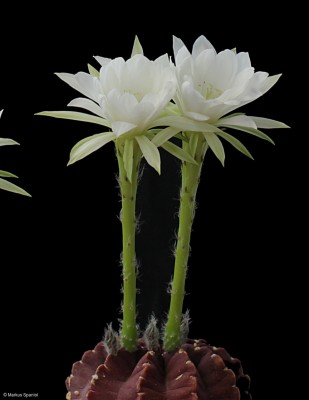 Echinopsis_subdebudata_[1].JPG