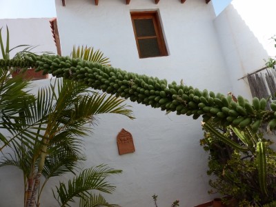 Agave victoria reginae 7 (800x600).jpg