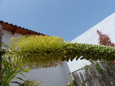 Agave victoria reginae 5 (800x600).jpg