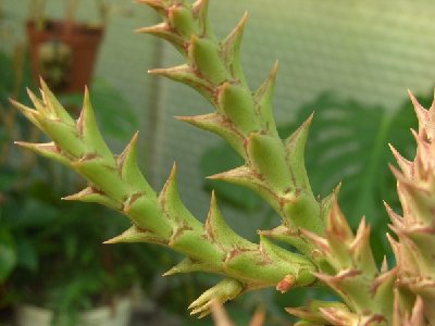 Kopie von Orbea speciosa.jpg