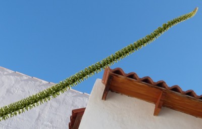 Agave victoria reginae 3 (800x509).jpg