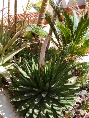 Agave victoria reginae 1 (600x800).jpg