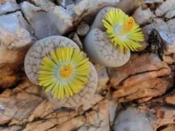 lithops_h_jainta.jpg