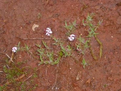 2 ,Pachypodium succulentum,ZA.jpg