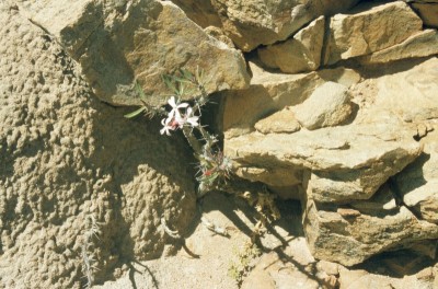 3 Pachypodium succulentum, ZA.jpg