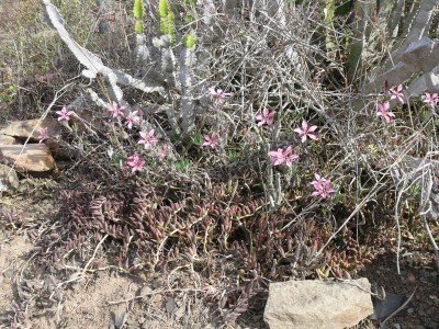 3a Pachypodium succulentum mit Senecio, ZA.jpg