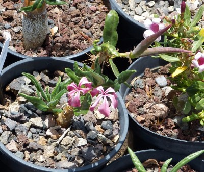 5 Pachypodium succulentum ; Blüte, Früchte.jpg