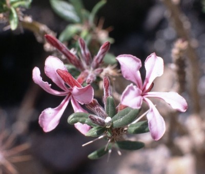 7 Pachypodium succulentum.jpg