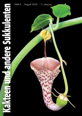 2020 08 Titelbild Ceropegia distincta subsp. haygarthii Michael Seeböck.jpg