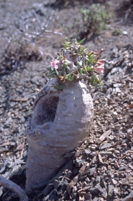 4)ZA,Pachypodium bispinosum, Eastern Cape.jpg