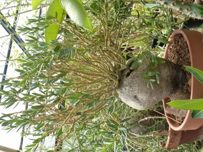 6)Pachypodium bispinosum 2 .jpg