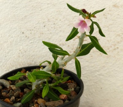 8) Pachyp. bispinosum Aussaat 1-jährig.jpg