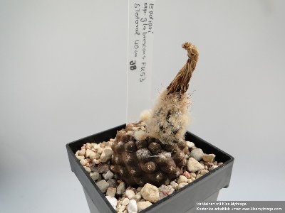 Eriosyce odieri ssp. glabrescens FK 53 2010 Juli4 018_klein.jpg