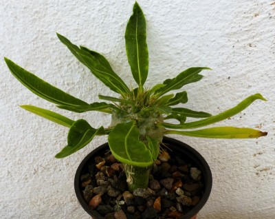 Pachypodium menabeum 2.jpg