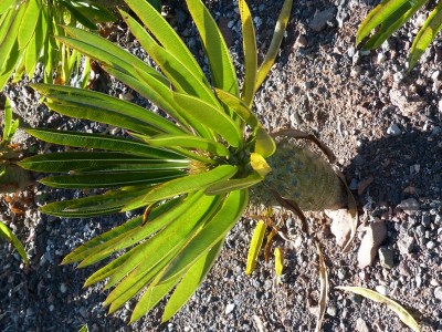 Pachypodium menabeum 3.jpg