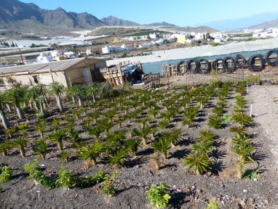 Pachypodium menabeum 4.jpg