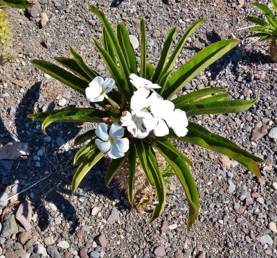 Pachypodium menabeum 6.jpg