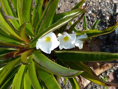 Pachypodium menabeum 7.jpg