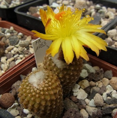 Copiapoa_laui_FR1055_Blüte_Reduz_RIMG0504.jpg