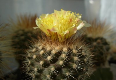 Copiapoa_krainziana_OLV064_Blüten_RIMG0785.jpg