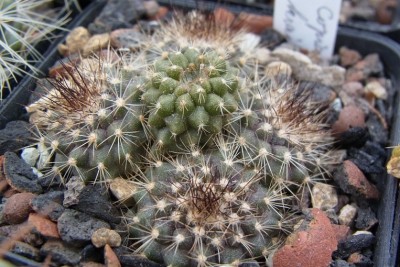 Copiapoa_krainziana_OLV064_04_Gruppe1_RIMG0808.jpg