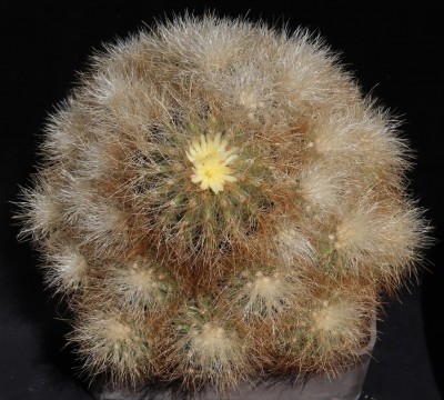 Copiapoa_krainziana_200530_7039-a.jpg