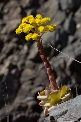 2020 09 5b La Palma, Caldera de Taburiente, Aeonium aureum WB20150319 163542.jpg