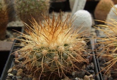 Copiapoa_krainziana_OLV064_we_02_RIMG0854.jpg