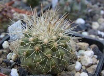 Copiapoa_krainziana_OLV064_ei_03_RIMG0851.jpg