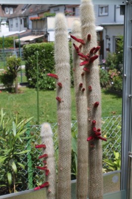 Cleistocactus strausii2.jpg