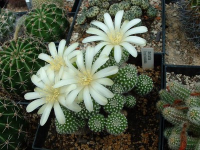 Rebutia krainziana.jpg