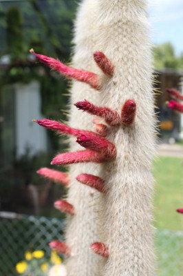 Cleistocactus strausii1.jpg