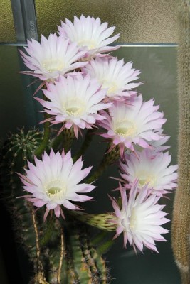 Echinopsis.hybr.4.jpg