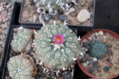 Lophophora jourdaniana.jpg