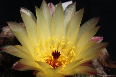 Notocactus ottonis1.jpg