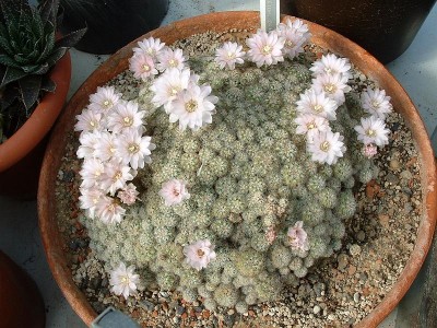 Gymnocalycium bruchii 1.jpg