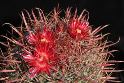 Feroc. gracilis subsp. coloratus