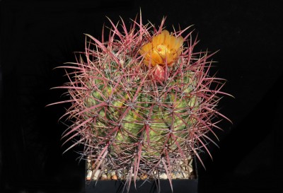 IMG_9568-a.jpg (467.18 KiB) 12290 mal betrachtet Feroc. hybr. (lecontei x orcuttii)