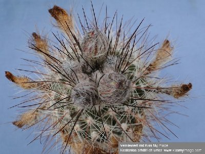 Parodia spec. 2010 06 13 063_klein.jpg