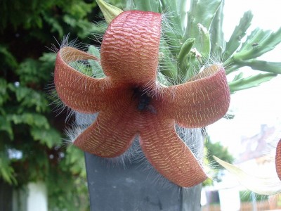 Stapelia grandiflora.jpg
