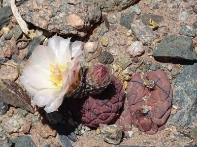 Tephrocactus geometricus