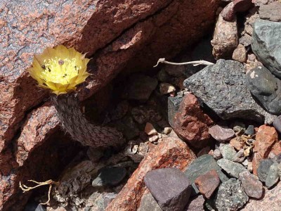 Pterocactus spec. &quot;Fiambala&quot;