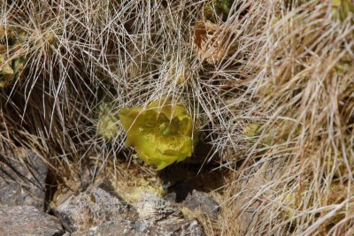 Ein Blick auf die Blüte der Maihueniopsis