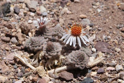 Chaetanthera lanata