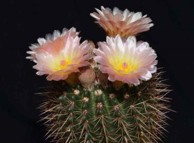 Parodia-roseolutea.jpg