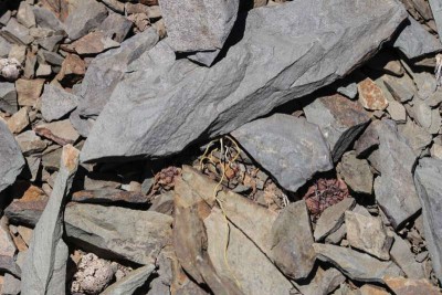 W_neumanniana.JPG (99.14 KiB) 11762 mal betrachtet Weingartia neumanniana eingeschrumpft