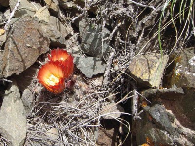 DSC06956.JPG (101.75 KiB) 11633 mal betrachtet Eriosyce