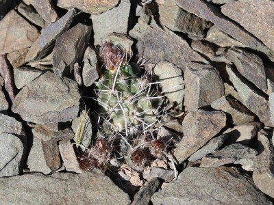 Austrocactus ferrarii