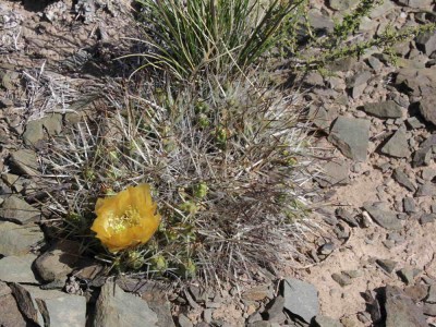 IMG_7478.JPG (101.47 KiB) 11633 mal betrachtet Maihueniopsis