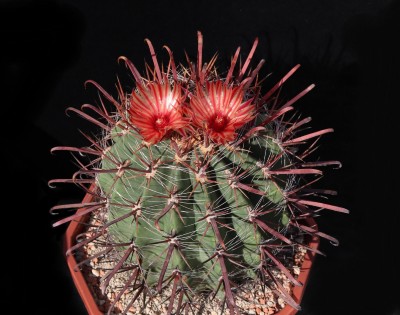 IMG_9911-aaa.jpg (340.41 KiB) 12183 mal betrachtet Feroc. peninsulae - Sämling von 1985 (de Herdt)